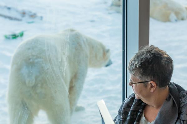 Guest eating at Tundra Grill with polar bear outside of viewing window